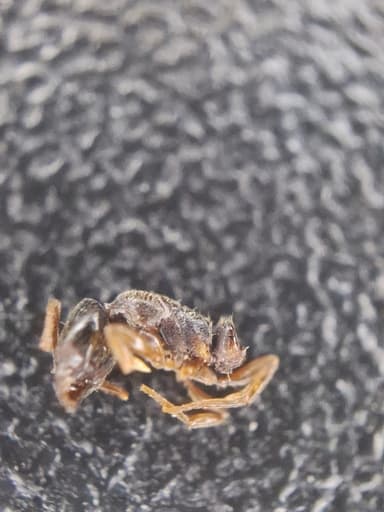 Ponera coarctata — colony photo 15