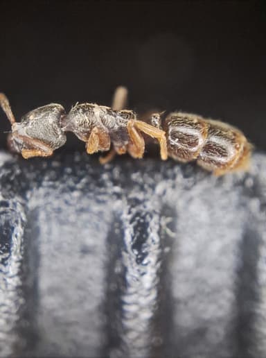 Ponera coarctata — colony photo 17