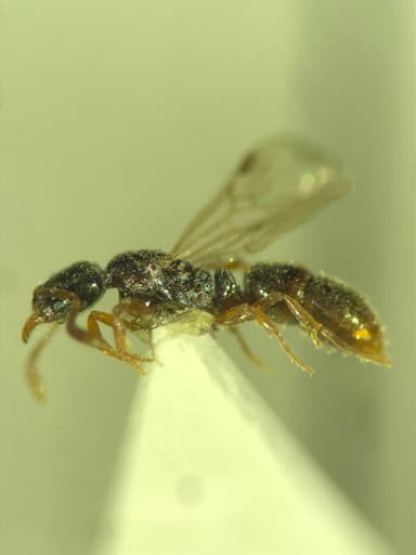 Ponera coarctata photo 21