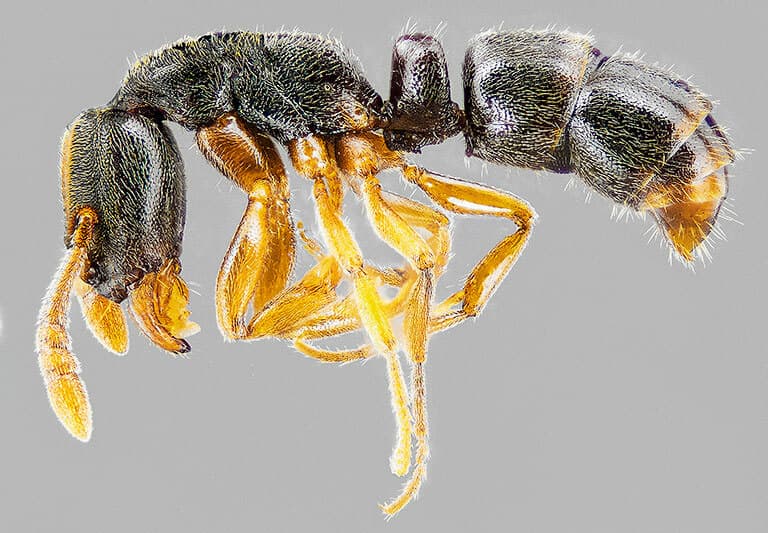 Ponera pennsylvanica photo 1