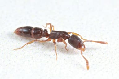 Ponera pennsylvanica photo 5