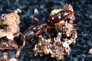 Ponera pennsylvanica photo 8