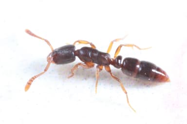 Ponera pennsylvanica photo 9