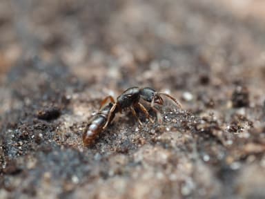 Ponera pennsylvanica photo 15