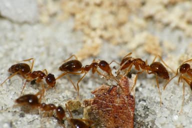 Prenolepis imparis photo 16