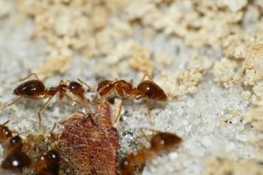 Prenolepis imparis photo 17
