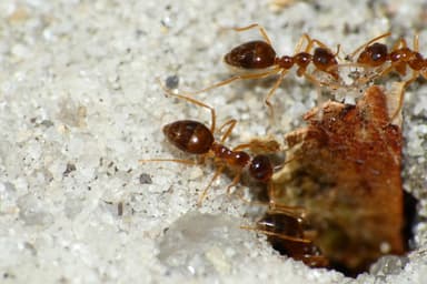Prenolepis imparis photo 18