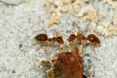 Prenolepis imparis photo 19