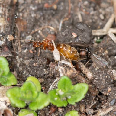 Prenolepis imparis photo 28
