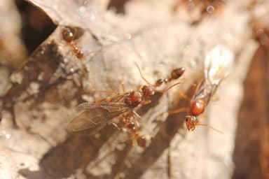 Prenolepis imparis photo 29