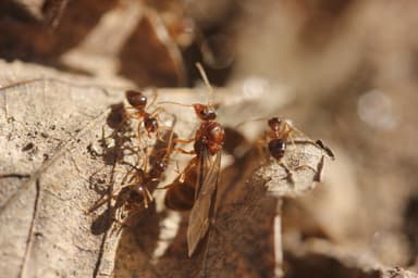 Prenolepis imparis photo 31