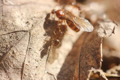 Prenolepis imparis photo 33