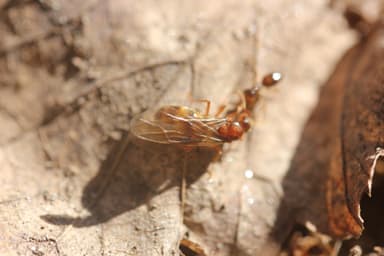 Prenolepis imparis photo 34