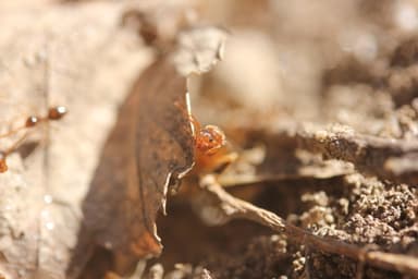 Prenolepis imparis photo 35