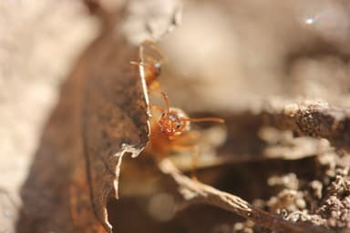 Prenolepis imparis photo 36