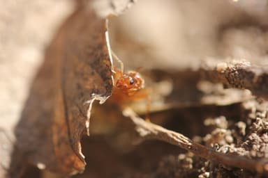 Prenolepis imparis photo 37