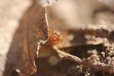 Prenolepis imparis photo 38