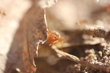 Prenolepis imparis photo 39