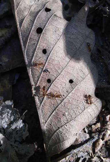 Prenolepis imparis photo 43