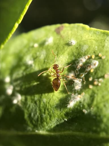 Prenolepis imparis photo 44