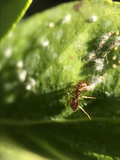 Prenolepis imparis photo 45