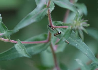 Prenolepis imparis photo 46
