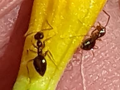 Prenolepis imparis photo 47