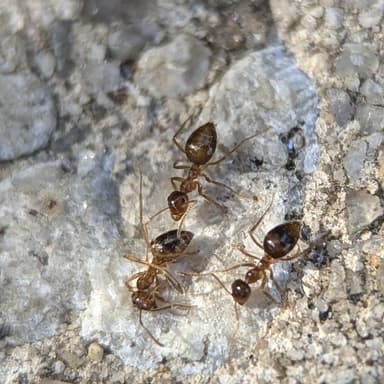 Prenolepis imparis photo 48