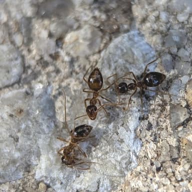 Prenolepis imparis photo 49