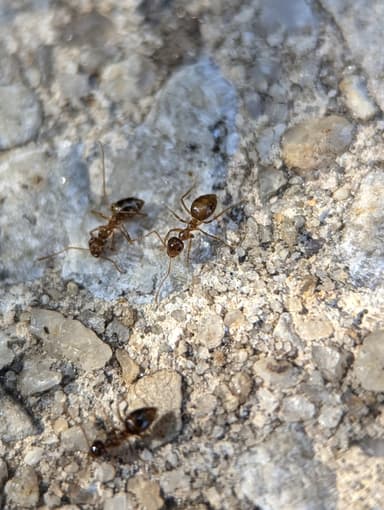 Prenolepis imparis photo 50