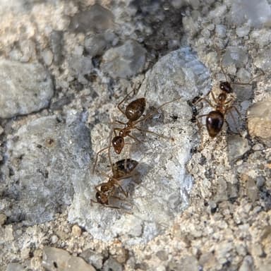 Prenolepis imparis photo 51