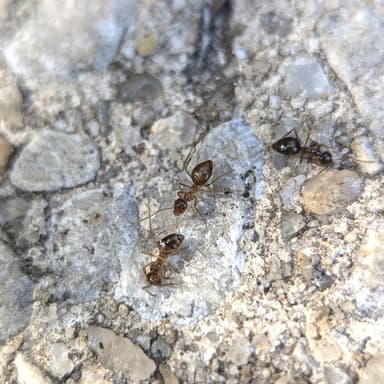 Prenolepis imparis photo 52