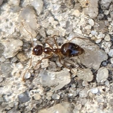 Prenolepis imparis photo 55