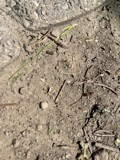 Prenolepis imparis photo 56