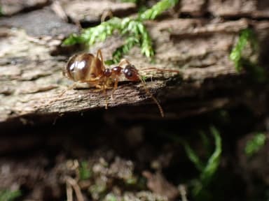 Prenolepis imparis photo 57
