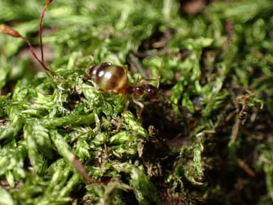 Prenolepis imparis photo 58