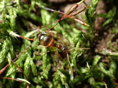 Prenolepis imparis photo 59