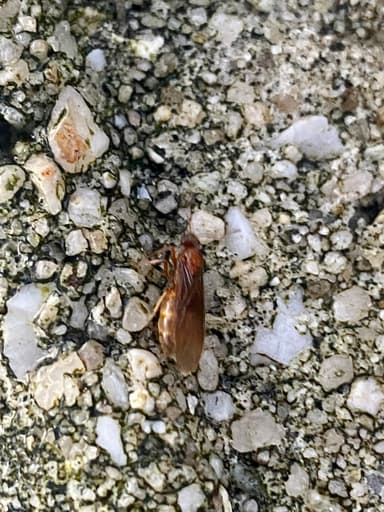 Prenolepis imparis photo 60