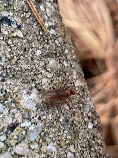 Prenolepis imparis photo 61