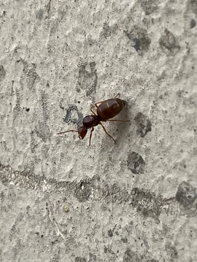 Prenolepis imparis photo 62