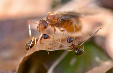 Prenolepis imparis photo 63
