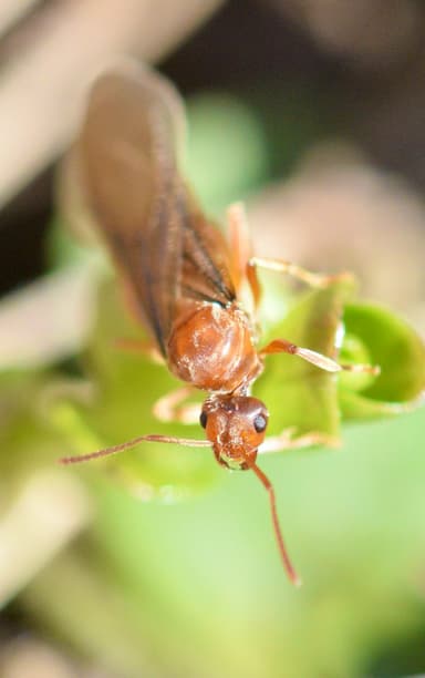 Prenolepis imparis photo 64