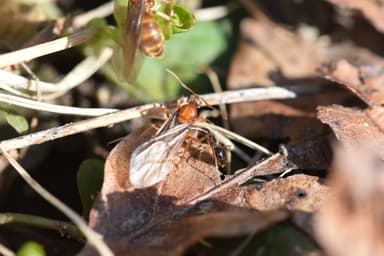Prenolepis imparis photo 67