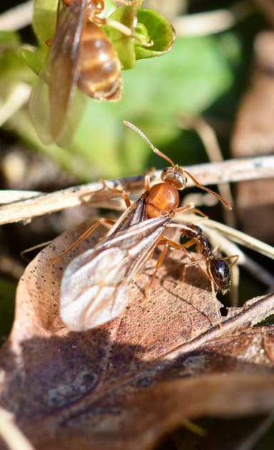 Prenolepis imparis photo 68