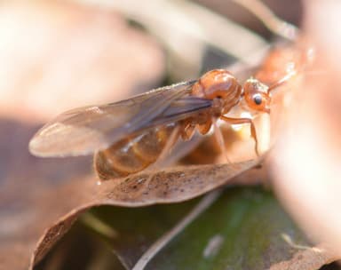 Prenolepis imparis photo 70