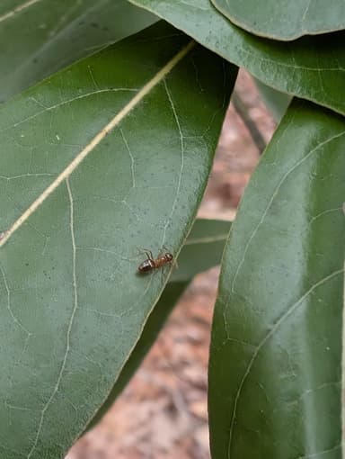 Prenolepis imparis photo 73
