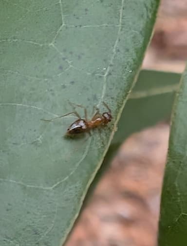 Prenolepis imparis photo 74
