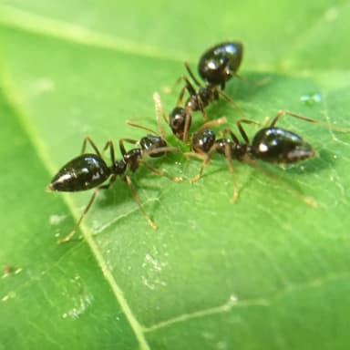 Prenolepis imparis photo 75