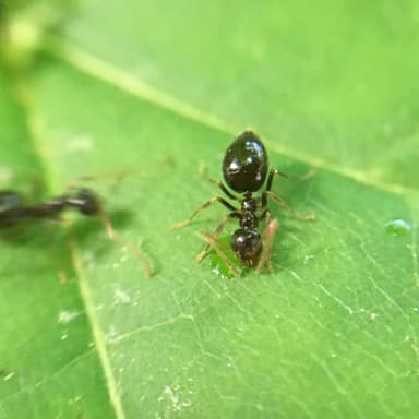 Prenolepis imparis photo 76