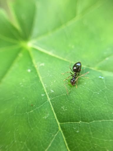 Prenolepis imparis photo 77
